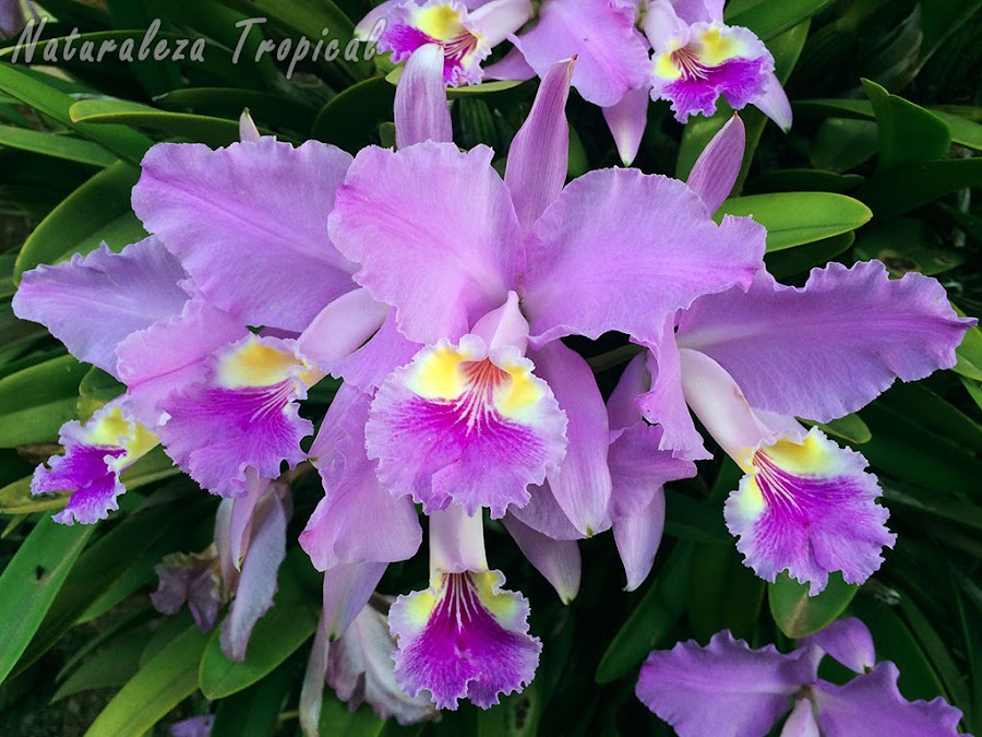 Flores de la orquídea Cattleya lueddemanniana