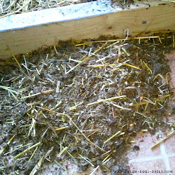 litter deep method chicken coop composting winter aka chickens eggs fresh daily compost coops bedding building