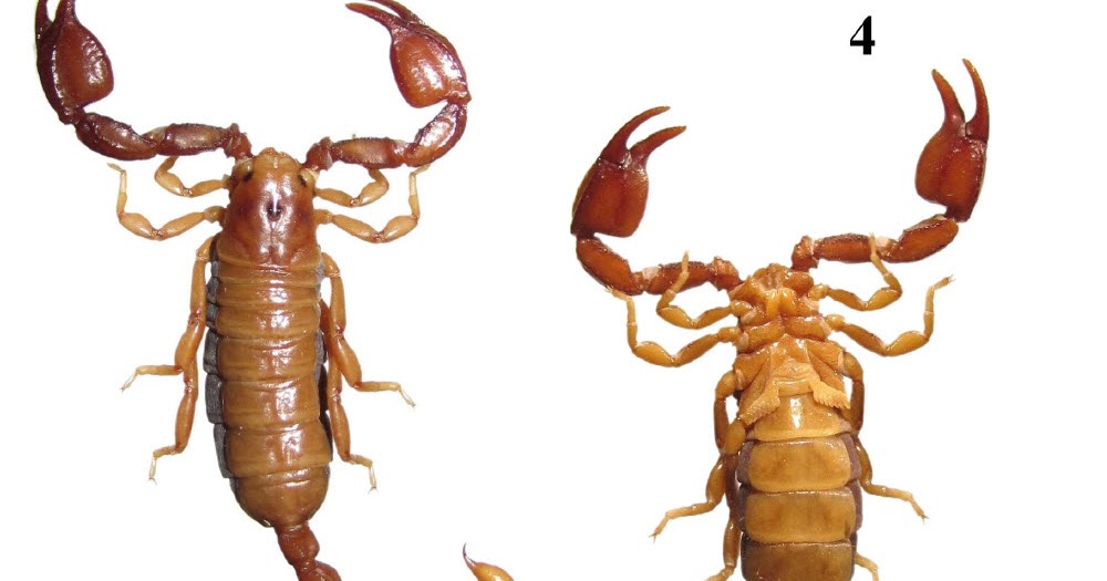 The Scorpion Files Newsblog Yet Another New Species Of Euscorpius From Southwestern Turkey