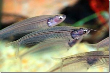 Cá Thủy Tinh: loài cá trong suốt như pha lê nuôi trong hồ thủy sinh
