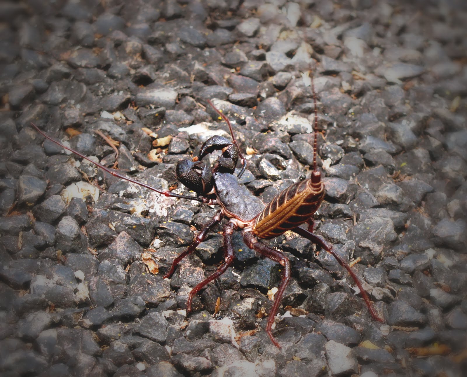 Blogging from the Boot Heel Giant Vinegaroon (Mastigoproctus giganteus)