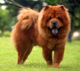 Most Dangerous Dogs Breeds in the world