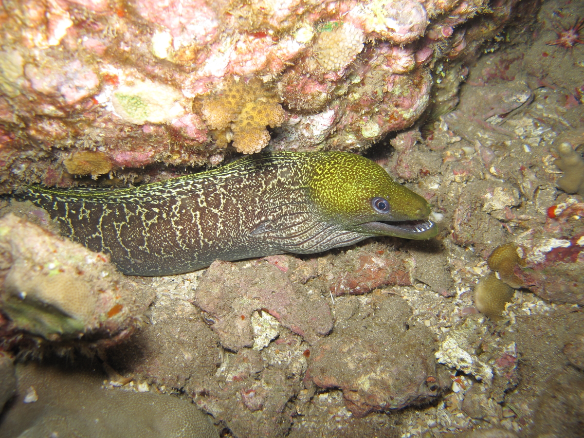 Daily Underwater Photo Undulated Moray Eel, Gymnothorax undulatus