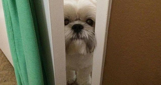 Seu o SHIH TZU te Segue por Toda Parte - Ele pode está secretamente dizendo que te ama!