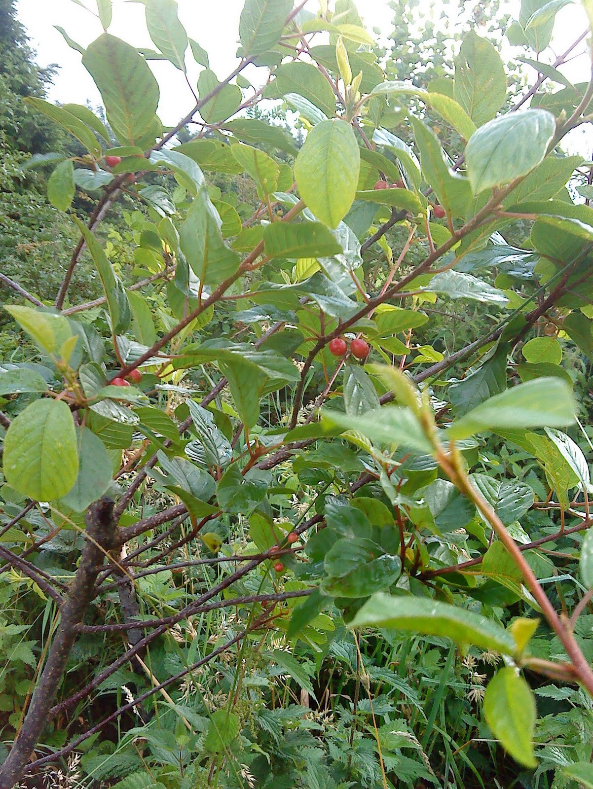 High Altitude introductions Berry Bearing Alder