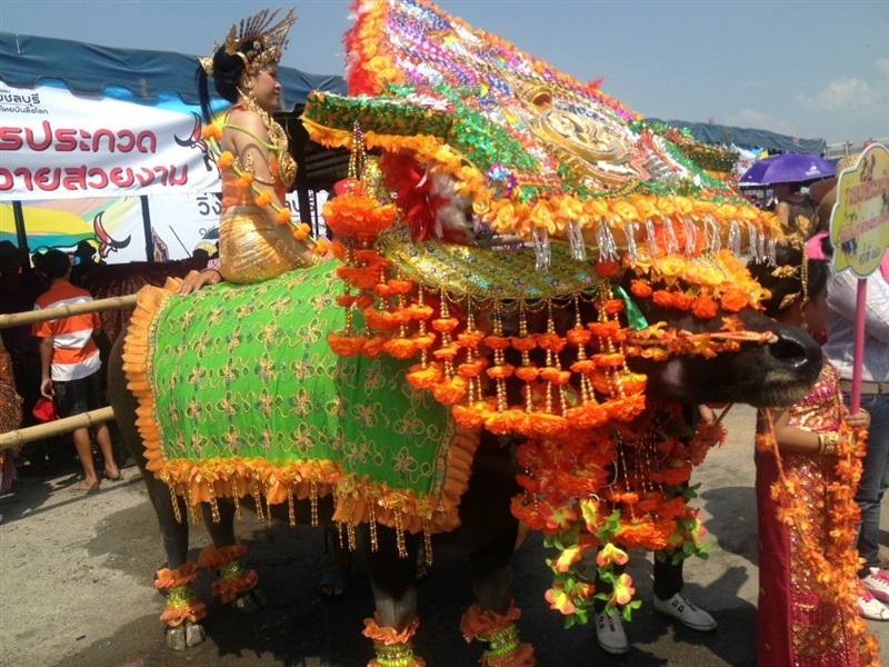 Joy in Thailand Chonburi Buffalo Races (งานประเพณีวิ่งควาย)