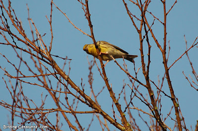 Gafarró (Serinus serinus)