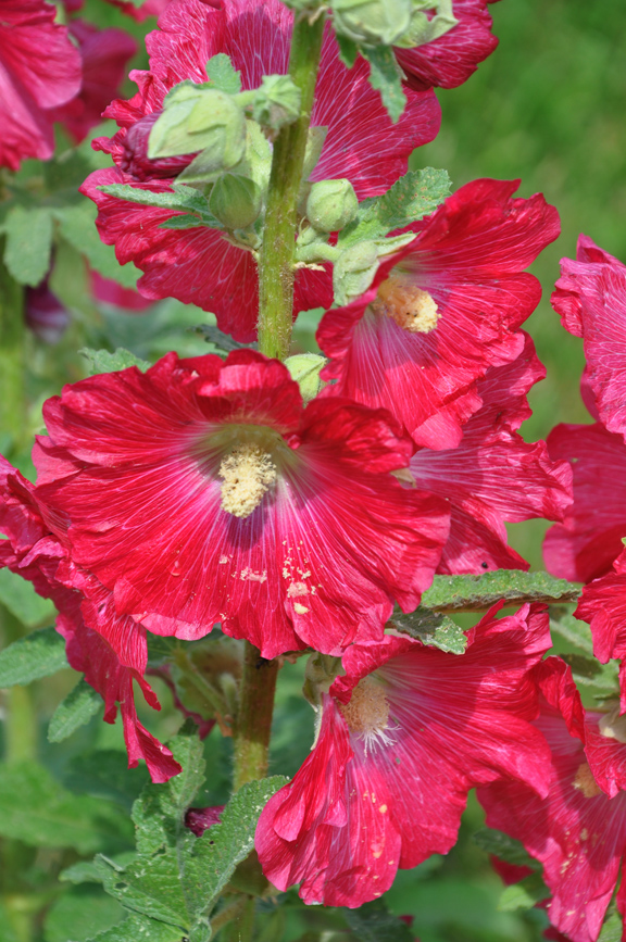 is hollyhock poisonous to dogs