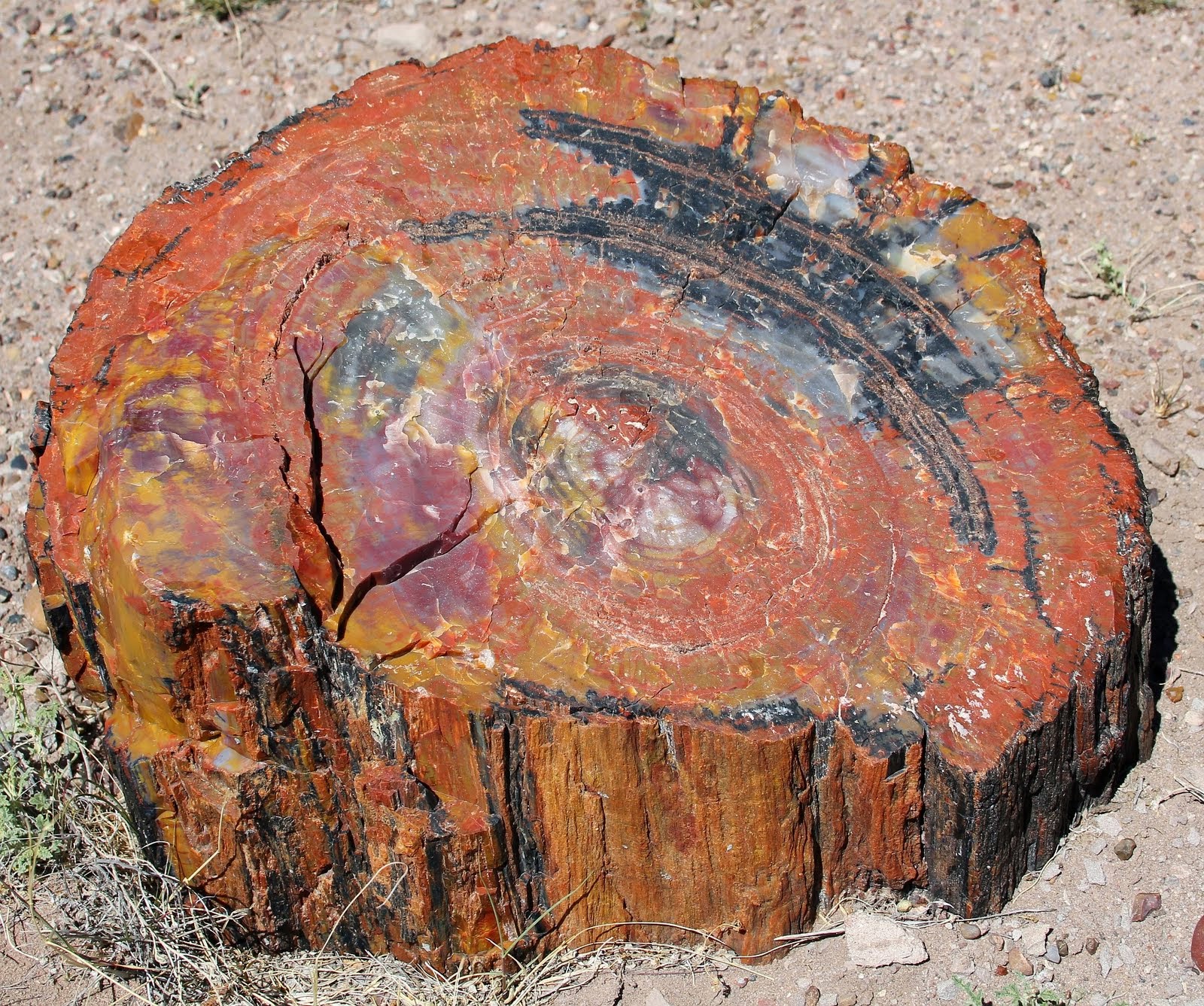 Free Printable Coloring Worksheets On The Petrified Wood