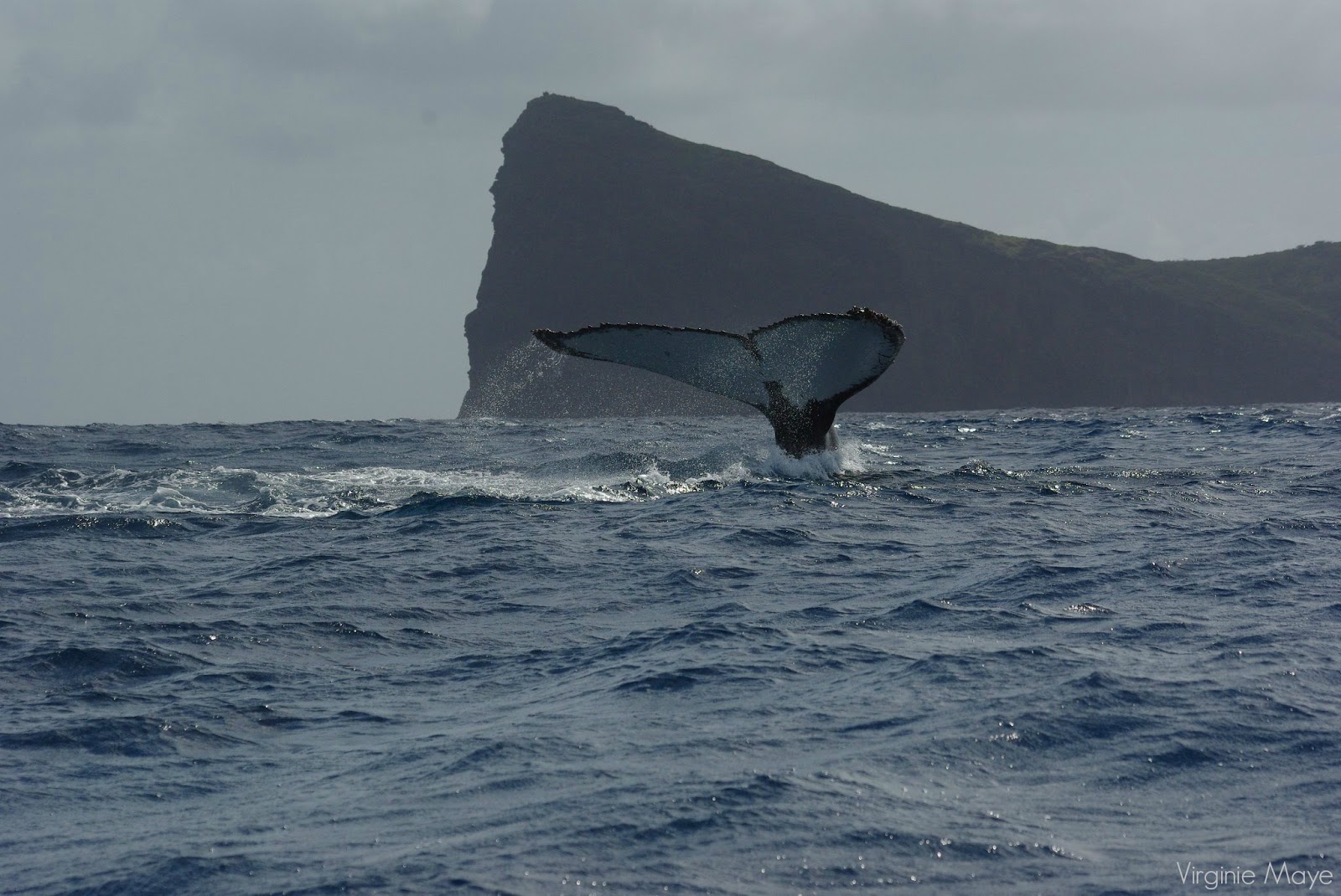 My Sweet Mauritius LA REVERENCE DE LA BALEINE