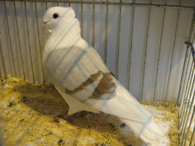 Smerle des Flandres - owl pigeon