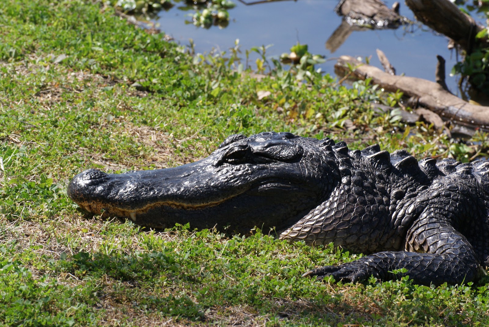 Se Texas Birding And Wildlife Watching Home Of The American Alligator