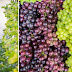 These 12 Fruits and Vegetables Have the Most Pesticides!