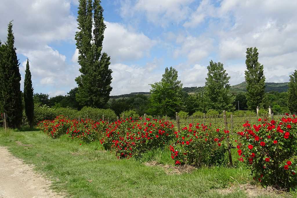 Blühende Sträucher Für Den Garten Ostseesuche Com