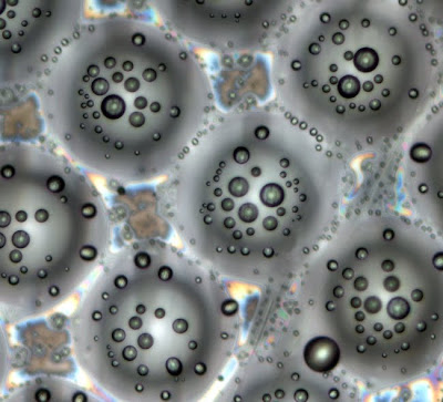 Microgocce di cristalli liquidi