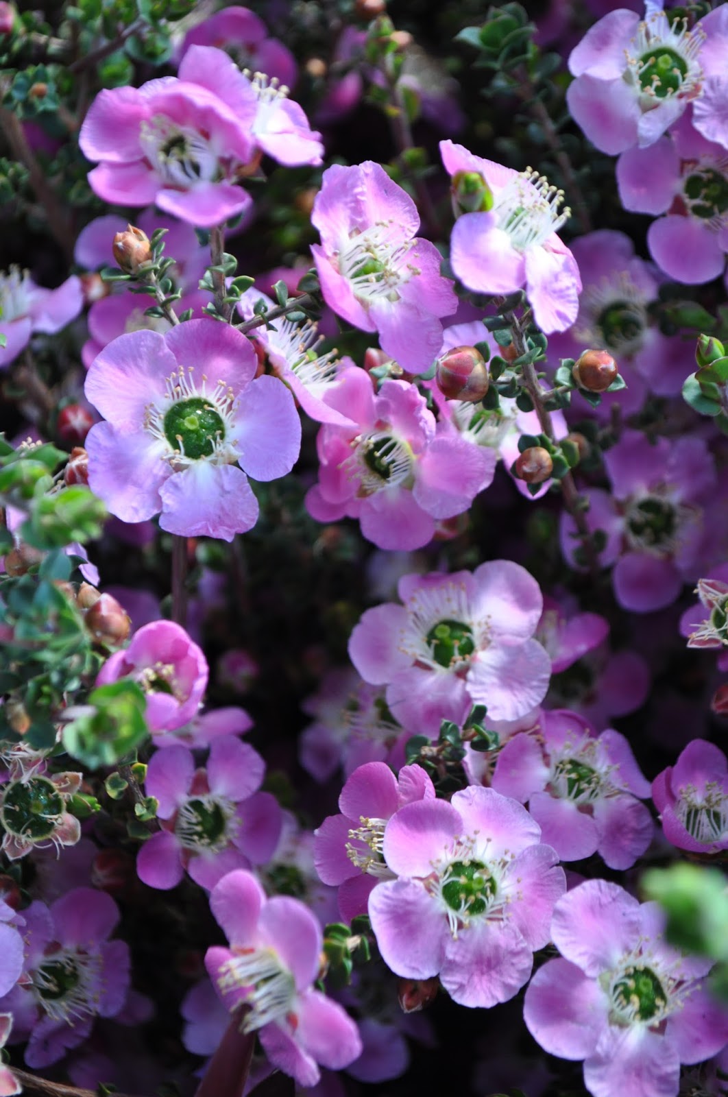 A Passion for Flowers 2017