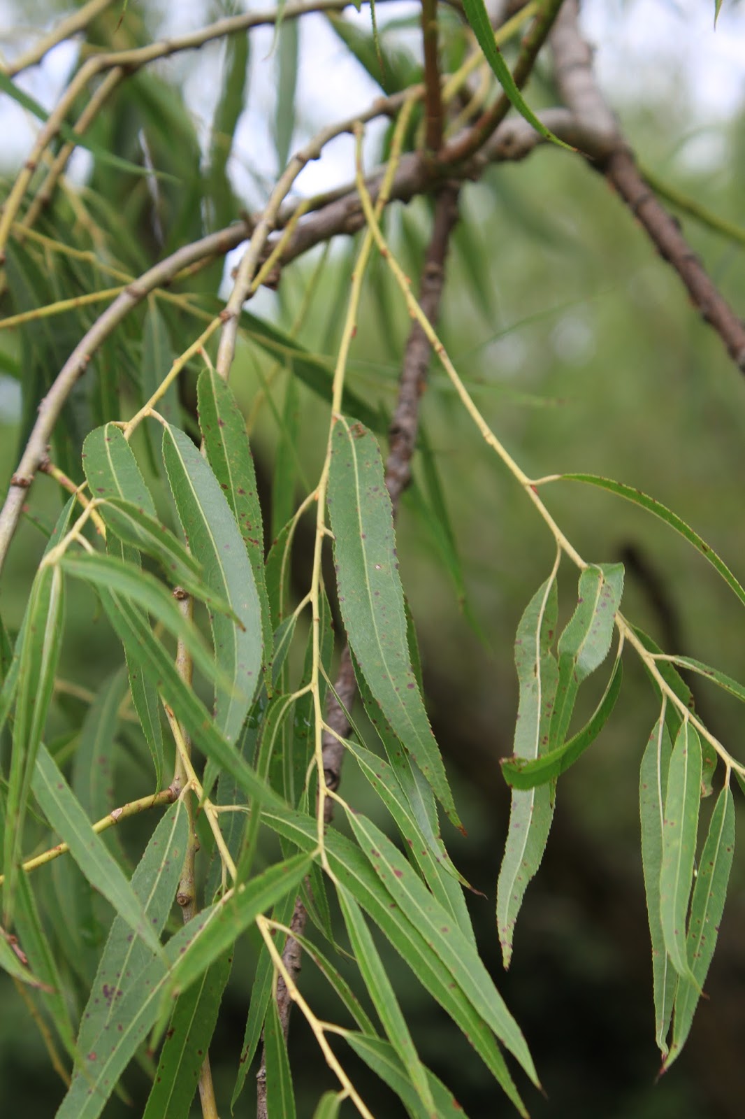 Nature Devotions Black Willow