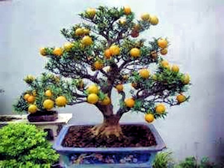 60 My Favorite Beautiful list of Trees for Bonsai [pics] Our World Stuff