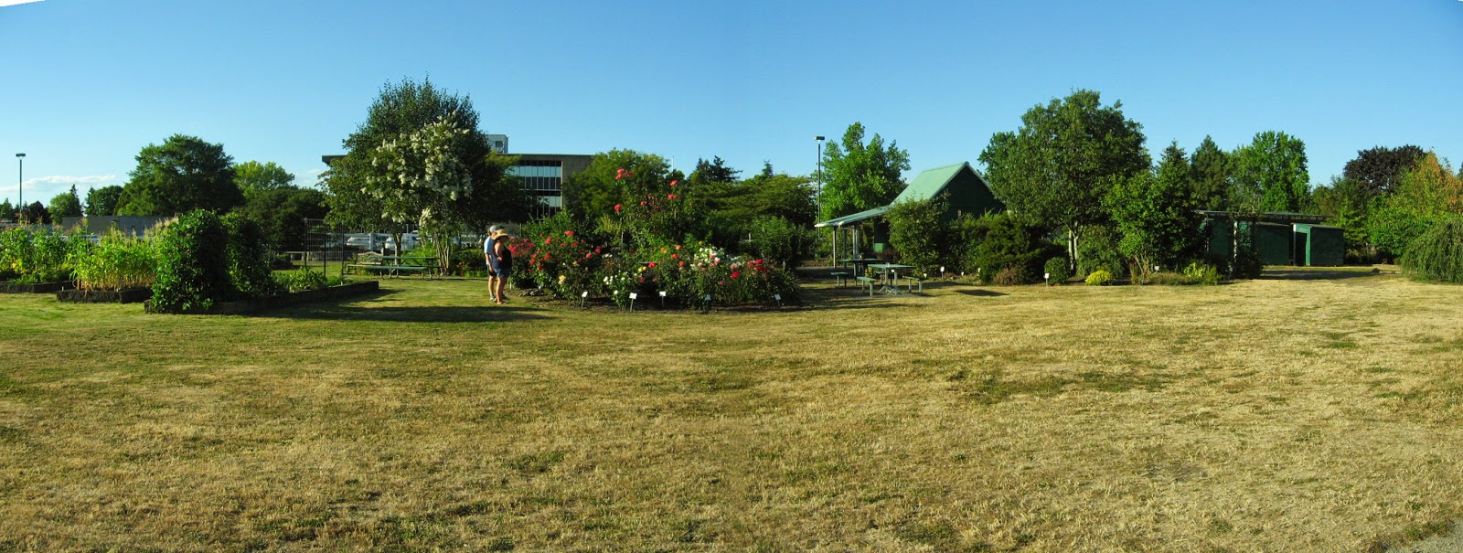 Salem Rose Society, Oregon, USA August 2014