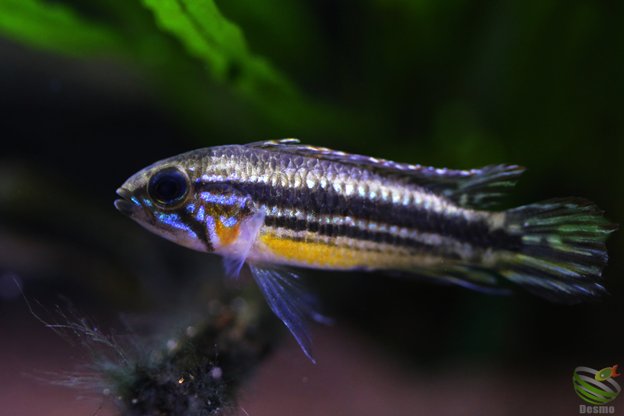 アピストグラマ メンデジィ トリオ F1