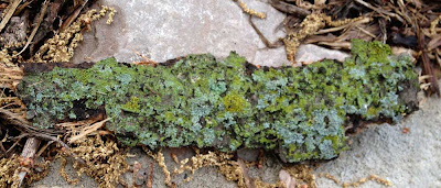 Large piece of tree bark covered in lime green and blue-green lichen