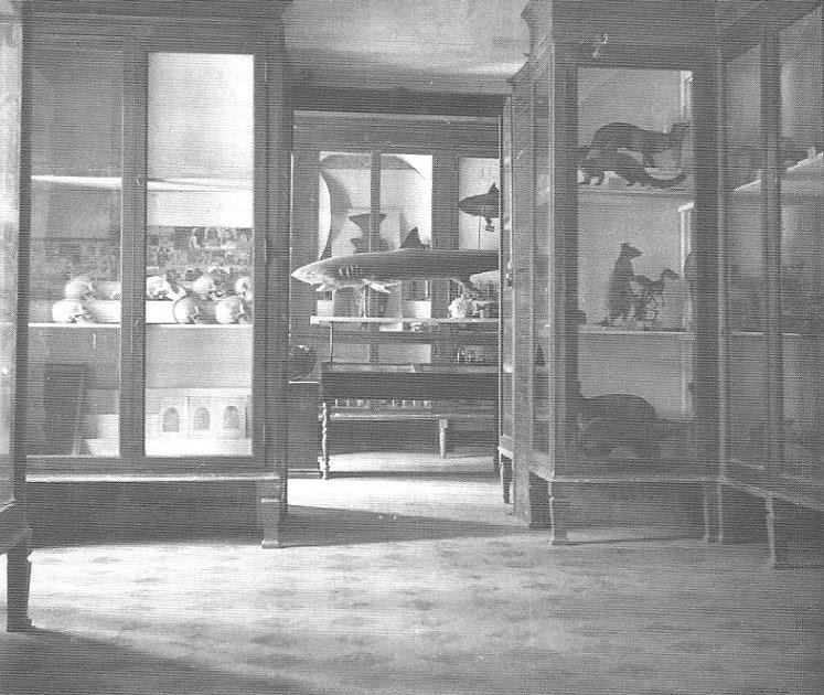 Museo de Ciencias Naturales Instituto Luis Vives. Valencia: Las