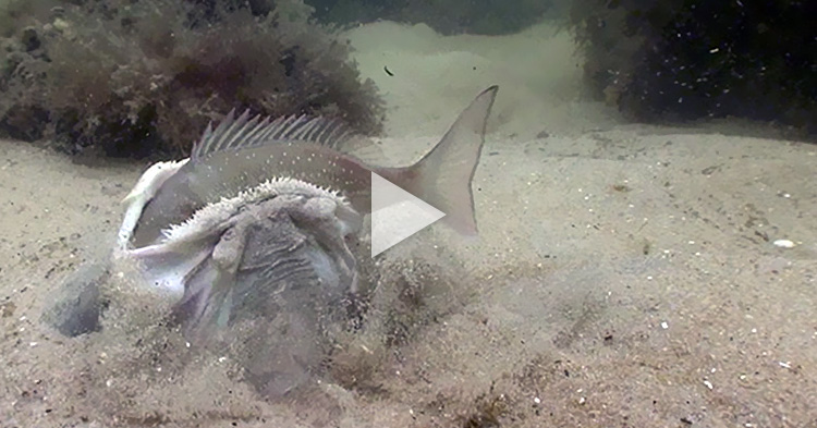 Huge Stargazer swallows big fish in one bite