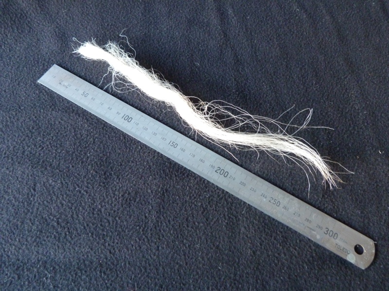 Woolshed 1 Dr Francis William (F.W.) Dry Career, Memories and Anecdotes