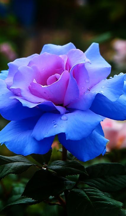 My Love of Gardening! ~ Gardening Stuff