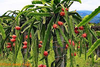 Tiang Penahan Tanaman Buah Naga Tiang Penahan Tanaman Buah Naga