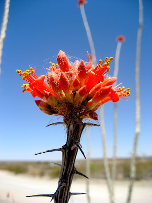 Flowering ocotillo, Leasburg Dam State Park, Radium Springs, New Mexico. May 2013. Credit: Mzuriana.