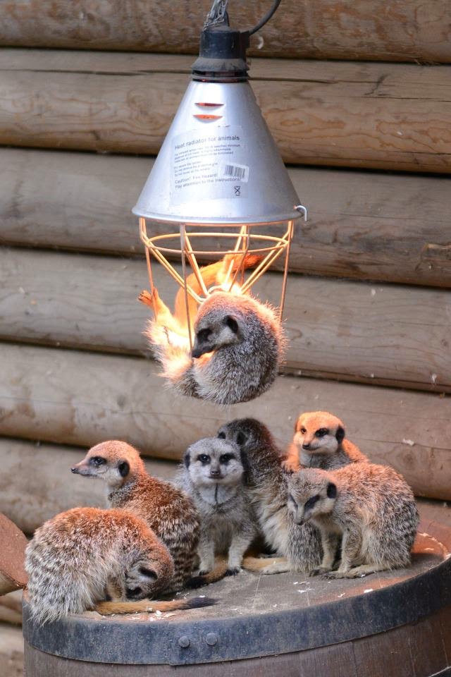 Paradise Zoo News How much does it cost to run a zoo?