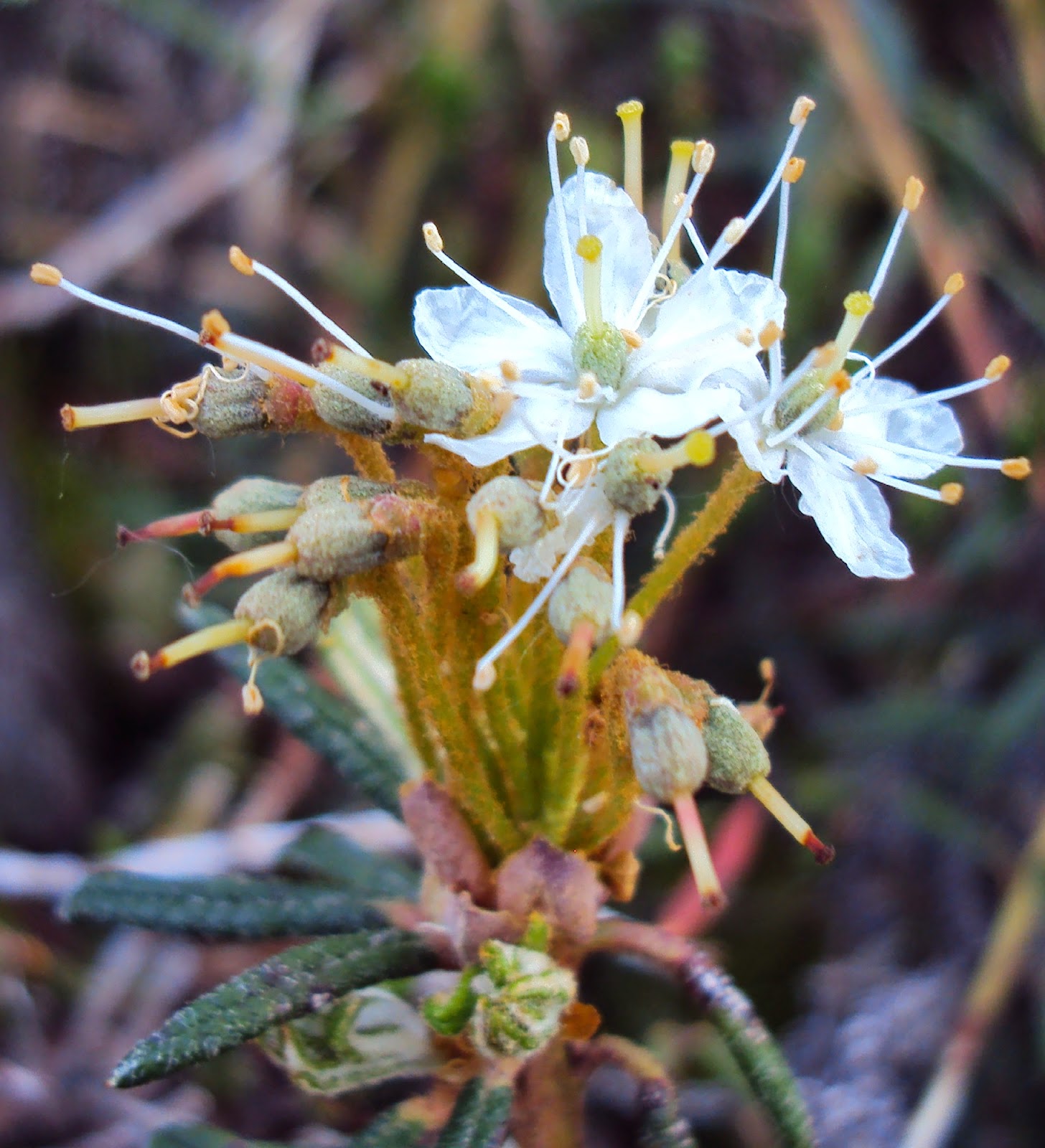Talking Trails: Tombstone's flora