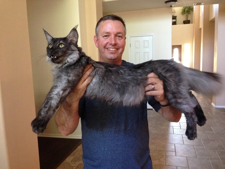 Maine Coon Maine Coon