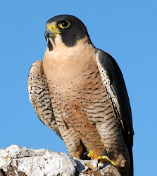 falcon peregrine fastest bird falcons birds many fast hawk way facts earth which fly animal children easy among species