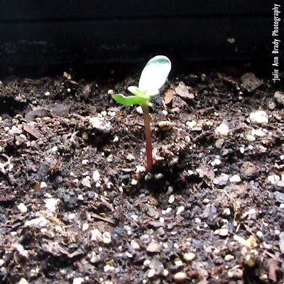 The First Chianti Hybrid Sunflower Seedling The First Chianti Hybrid Sunflower Seedling