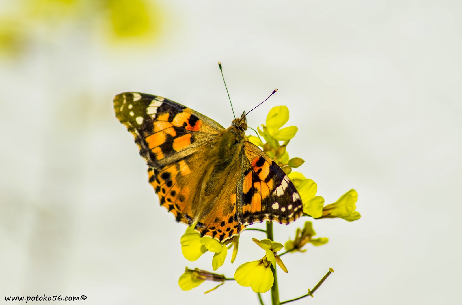 mariposa recolectando a pleno sol en un jardín en Rota