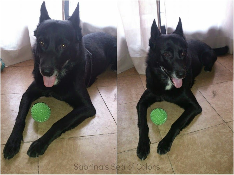 Whisky y su pelota