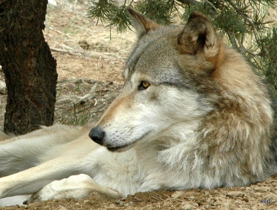 Rachel's Adventures Wolves in New Mexico