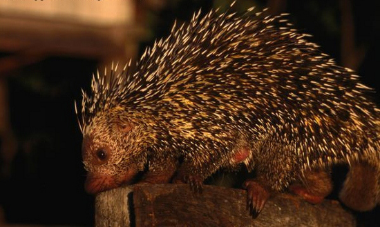 Thin-spined Porcupine