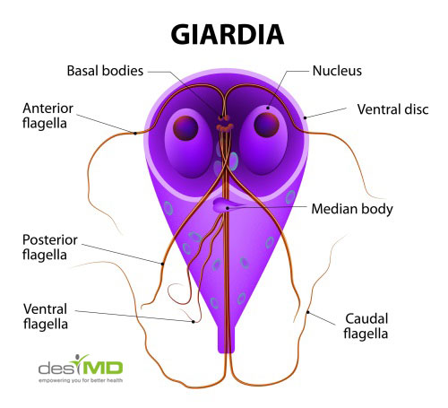 la giardia intestinalis la giardia intestinalis