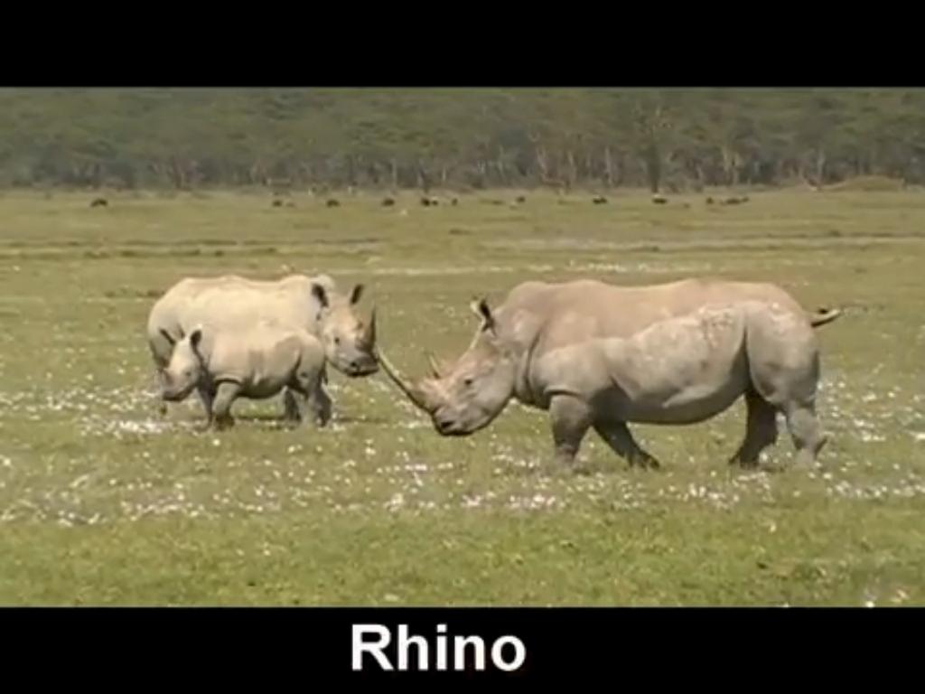 Rhinos Life Span