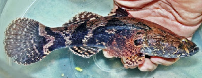 cara budidaya ikan,betutu di kolam terpal,betutu teori dan praktek,hias,gurame,gabus,lele,patin,nila, cara budidaya ikan,betutu di kolam terpal,betutu teori dan praktek,hias,gurame,gabus,lele,patin,nila,