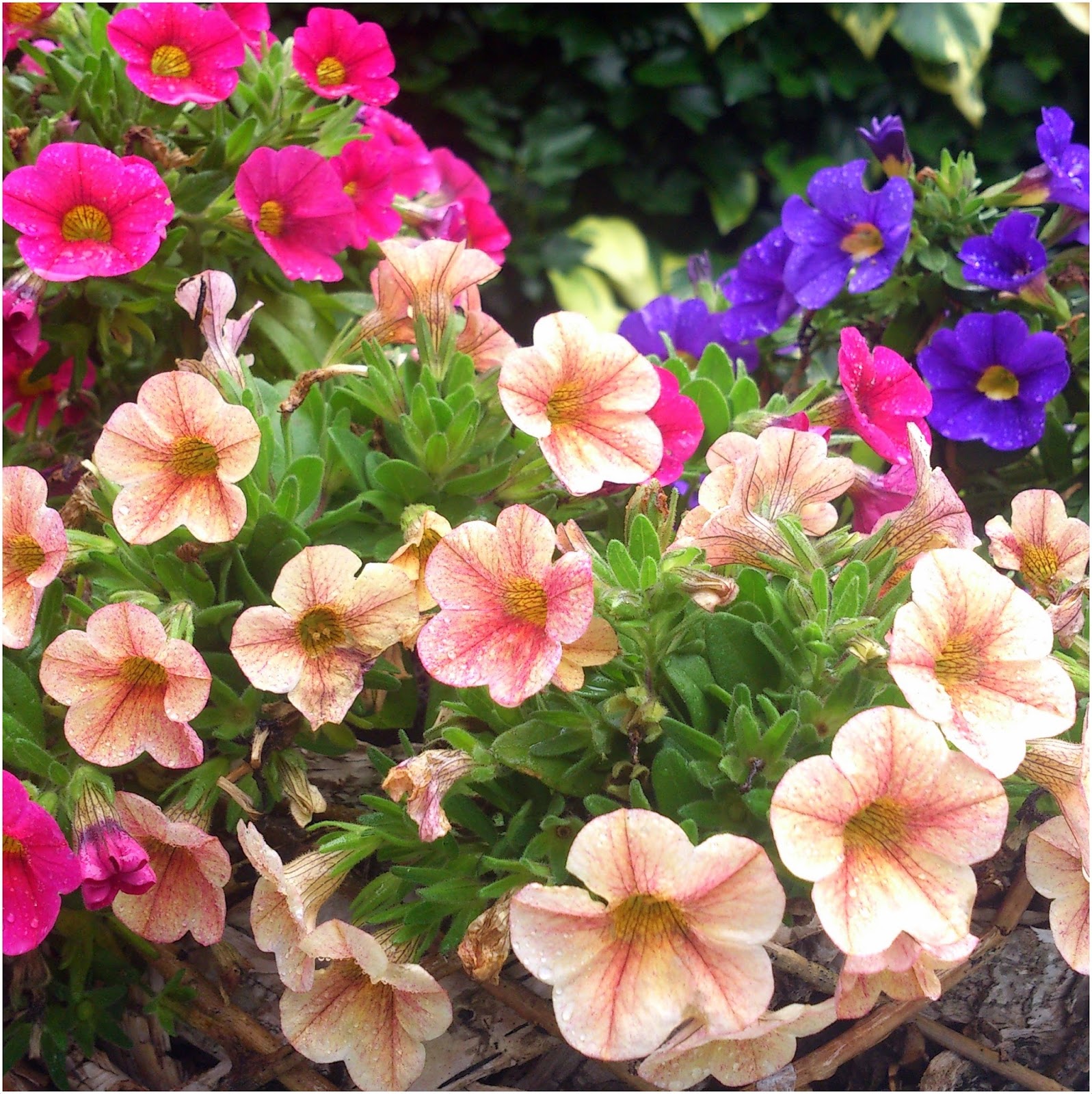 Vademecum Interesting Plants Calibrachoa hybrid., Calibrachoa