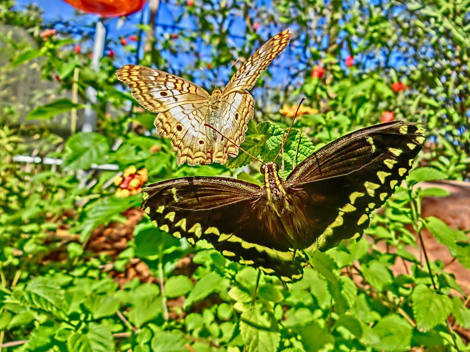 Nau speak Vegas Springs Preserve Butterfly Exhibit