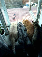 Felines hunting birds Felines hunting birds