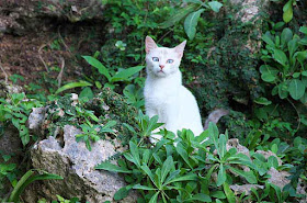 white cat on rocks in woods