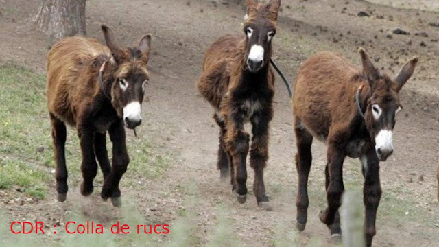CDR, colla de rucs, rucio, asno, burro, ase, Esel, donkey, ass CDR, colla de rucs, rucio, asno, burro, ase, Esel, donkey, ass