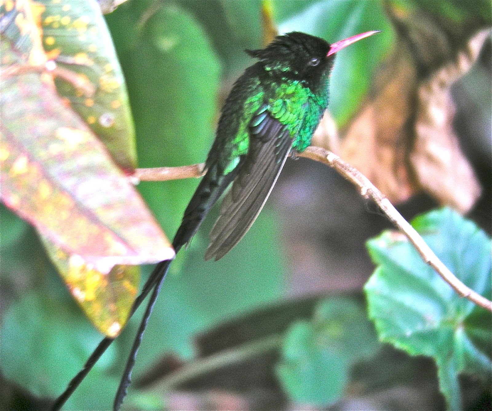 A Welsh Birder Abroad Blasts from the Past Jamaican Hummingbirds