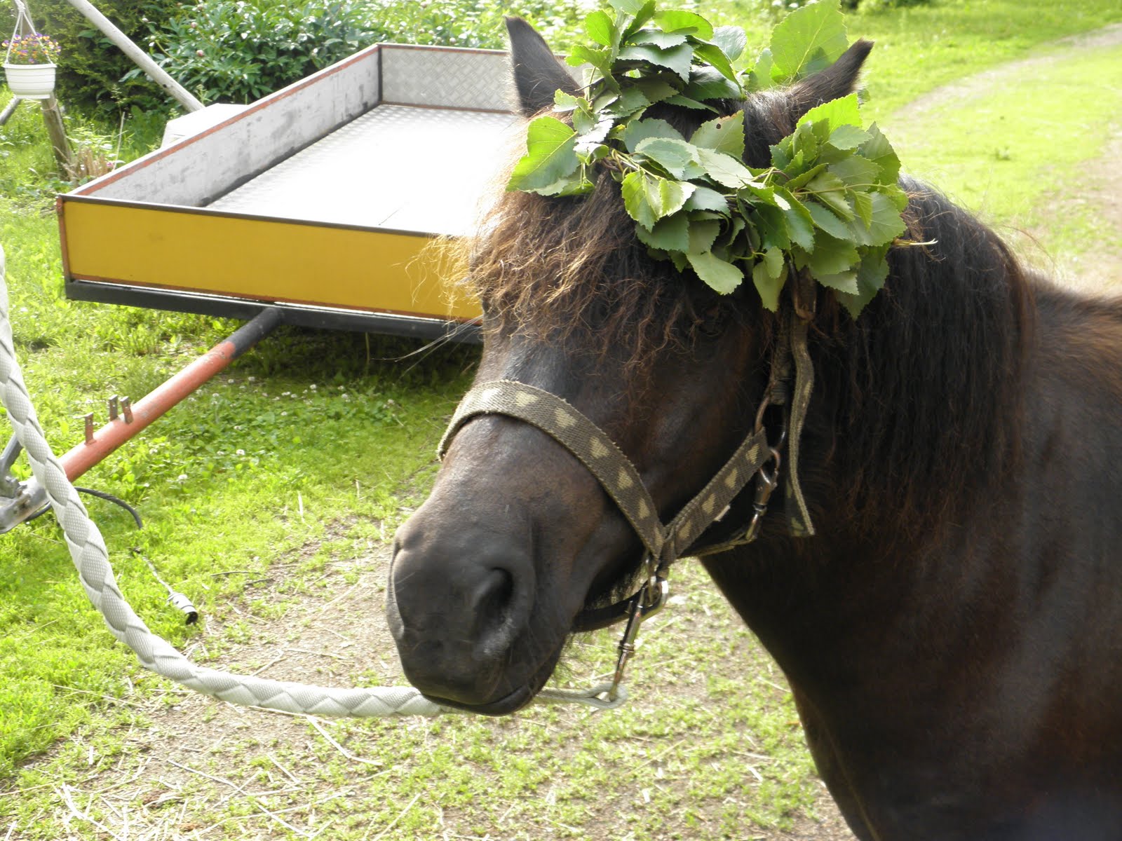 Pullea Musta Juhannusjuhlat